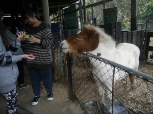 feeding pony